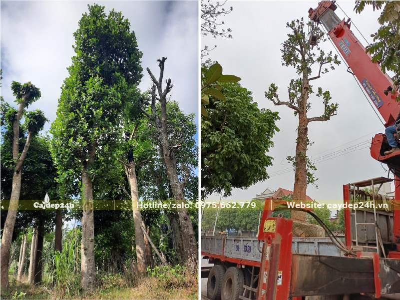 Bứng cây Mít dâm ủ lâu năm và cẩu lên xe tải