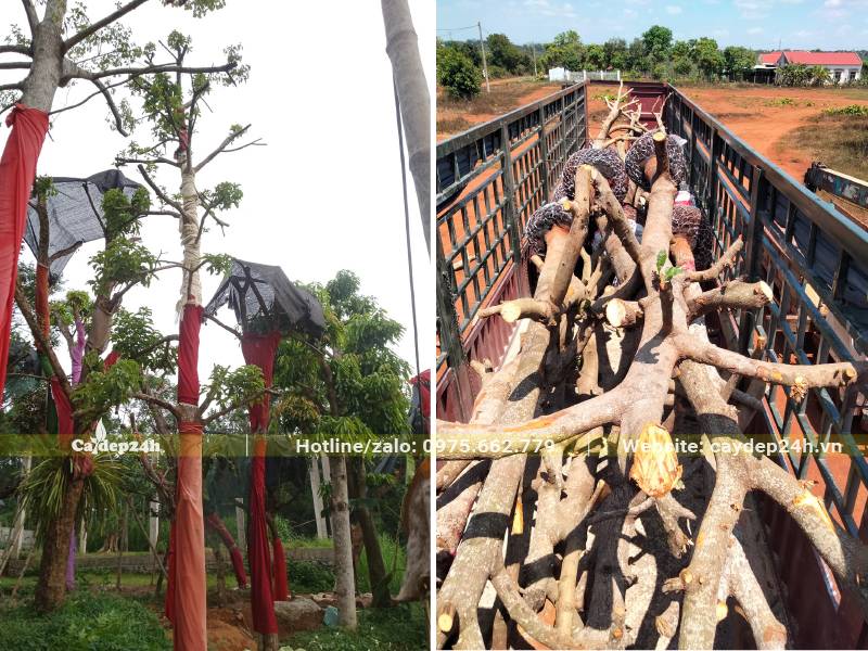 Đưa cây Bơ công trình cao 6m, đã dâm ủ lên thùng xe đầu kéo