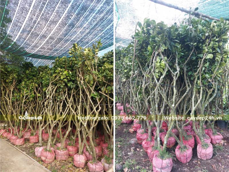 Số lượng lớn cây Bưởi đã bứng bàu, bọc bầu cẩn thận