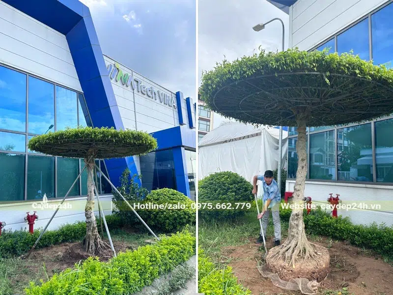 Công nhân đang trồng cây Sanh phong thủy tán tròn 1 tầng cho công ty ở Hưng Yên