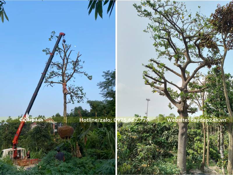 Cẩu cây Chay cổ thụ mới bứng bầu, tỉa tay cành lên xe