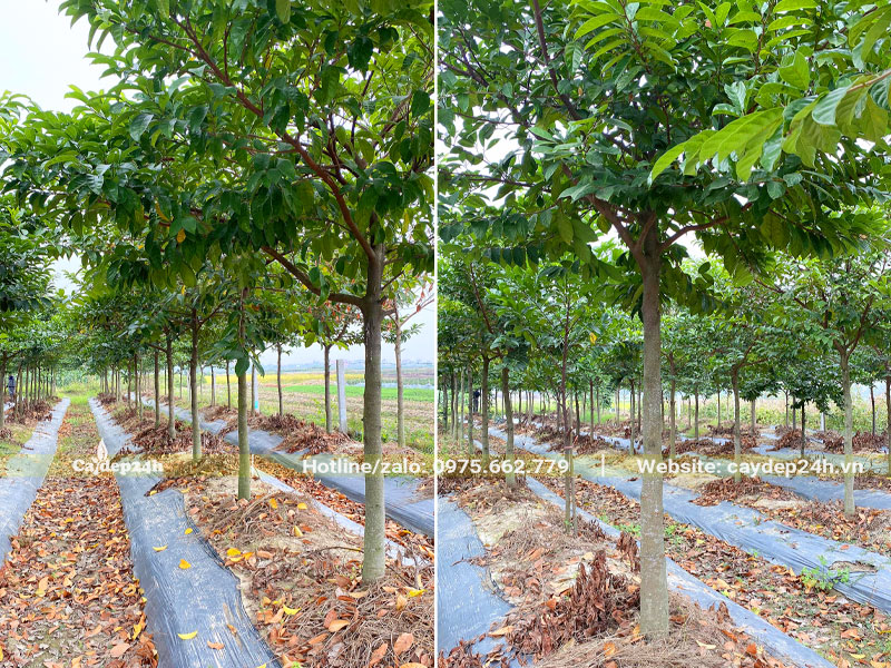 Vườn trồng cây Chay quy mô lớn, cây to, đường kính gốc từ 12cm trở lên