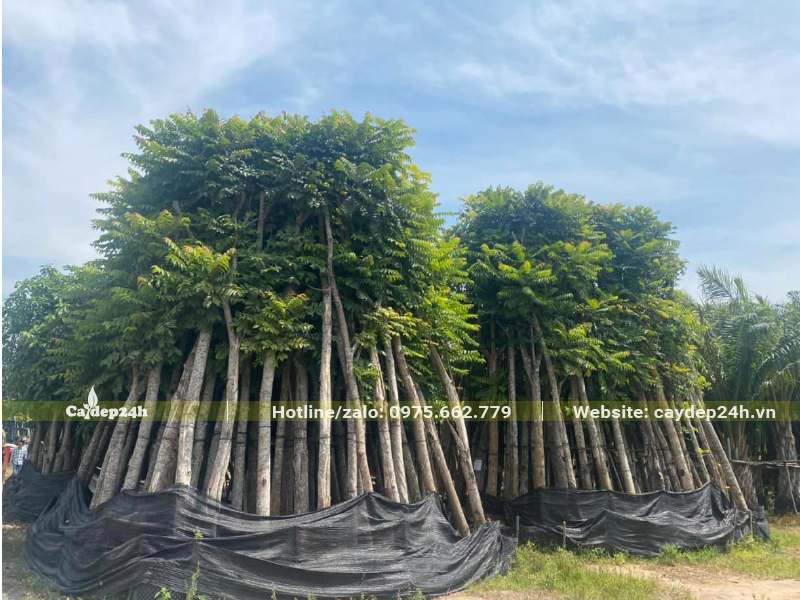 Hàng trăm cây Lát Hoa công trình đường kính gốc 15cm dựngt thành đống lớn