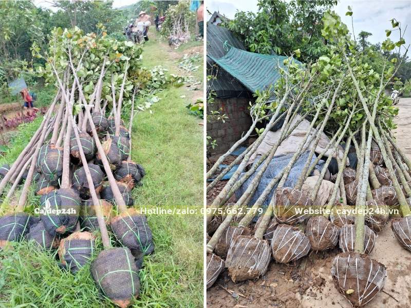 Bứng nóng số lượng lớn cây Mít cao 2m, đường kính gốc 5cm