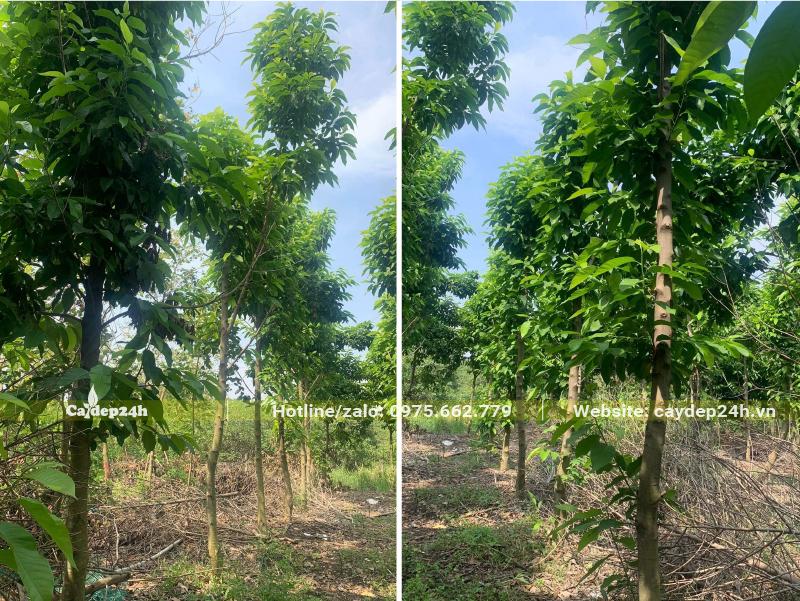 Nhà vườn quy mô lớn, có sẵn số lượng lớn cây Ngọc Lan trưởng thành