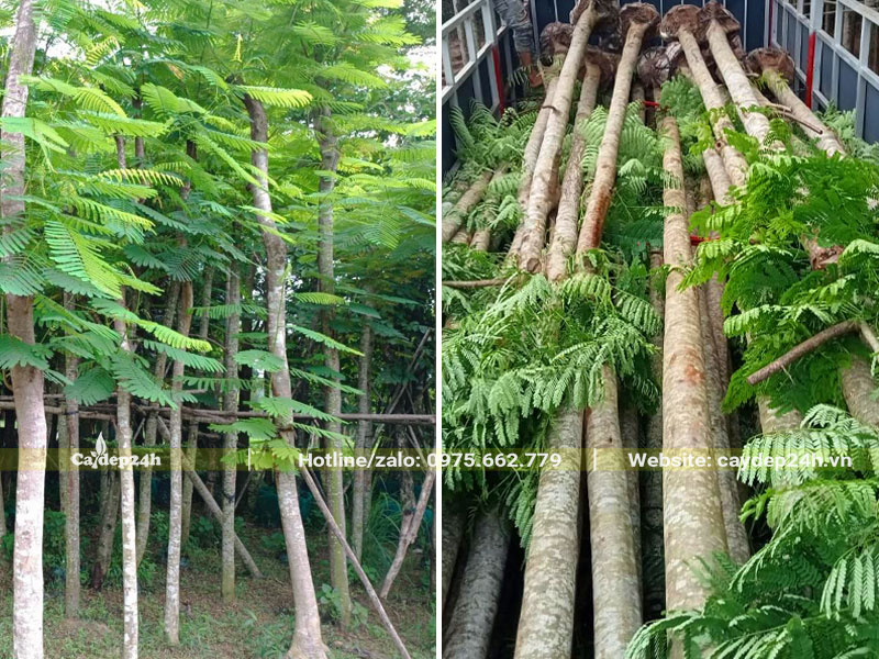 Chọn cây Phượng Vĩ dâm ủ, kích thước lớn để xếp lên xe tải