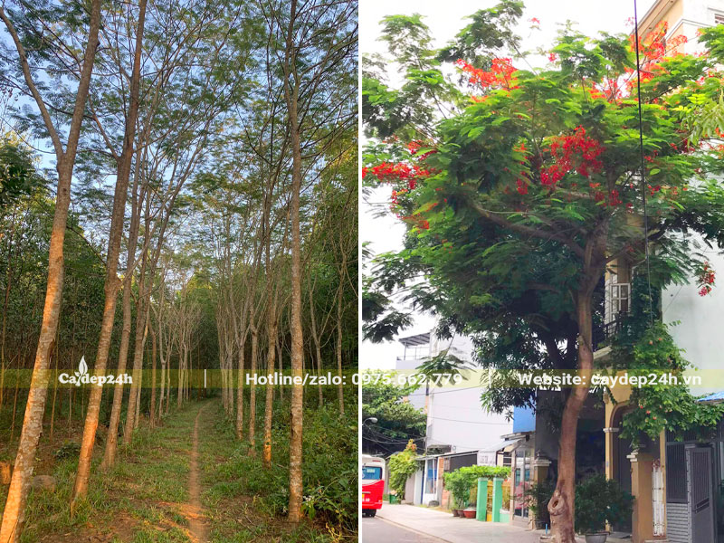Vườn Phượng Vĩ công trình cao 5 - 6m, đường kính gốc trên 20
