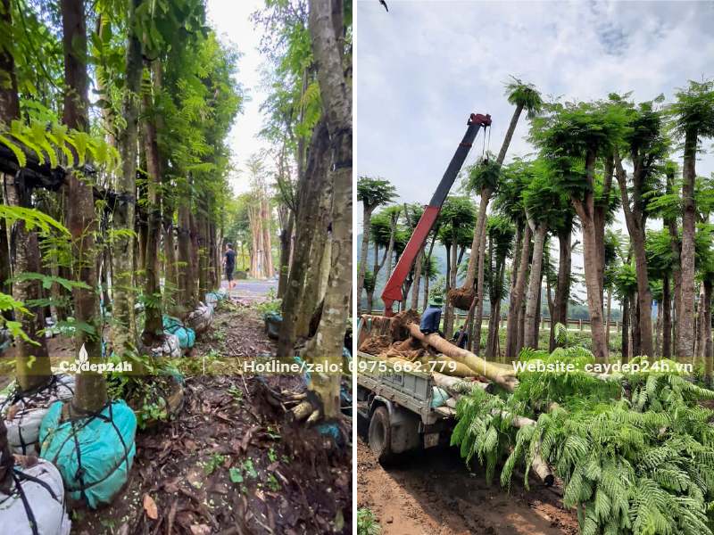 Chọn cây Phượng Vĩ đã dâm ủ cẩu lên xe
