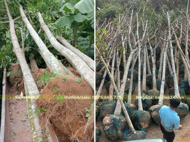 Cây bứng thẳng đã tỉa tay cành đường kính thân từ 10 - 15cm đo cách gốc 1m