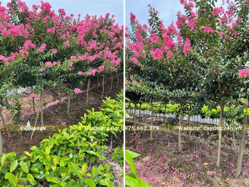 Vườn trồng cây hoa tường vi quy mô lớn, cây trồng thẳng hàng, có giàn đỡ