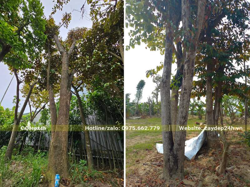 Vú Sữa cổ thụ tại vườn dâm ủ, kích thước đường kính gốc từ 25 - 30cm