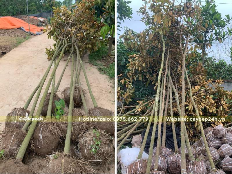 Tập kết số lượng lớn cây Vú Sữa đường kính gốc 5cm, bứng bầu thẳng tại vườn