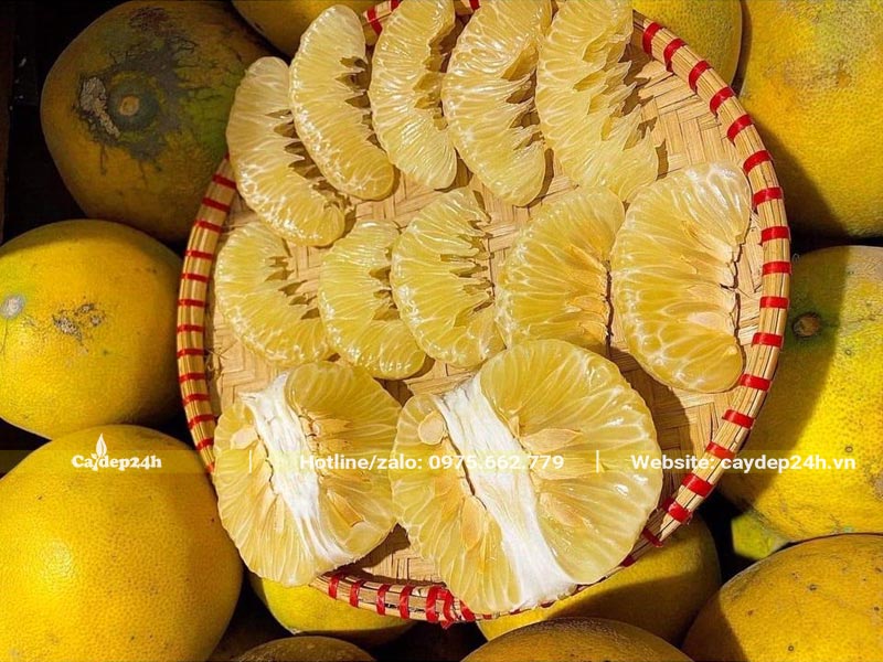 Múi cây Bưởi Diễn