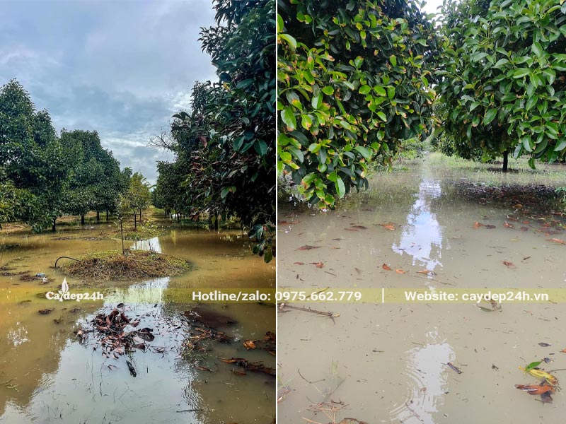 Vườn trồng sầu riêng và mít bị ngập nước sau mưa