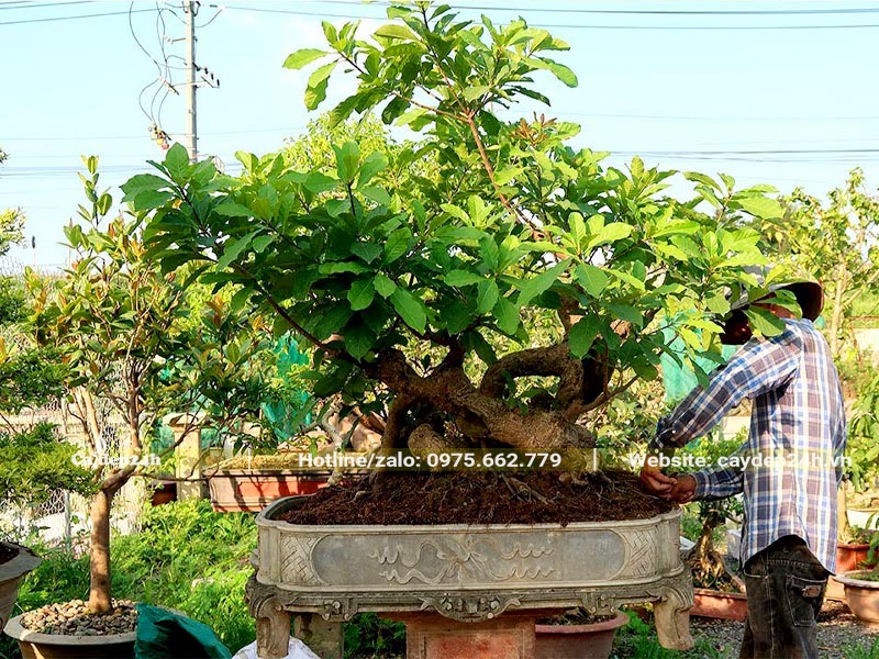 Cây Lộc Vừng mới thay chậu