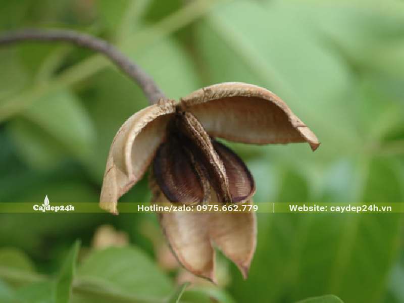 Quả Lát Hoa già tự bung vỏ thành 3 mảnh