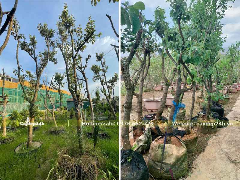 Vườn dâm ủ cây Hồng Ngâm lâu năm