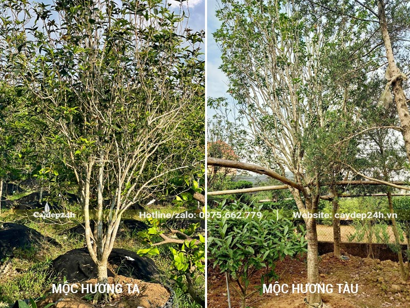 Hình ảnh so sánh giữa cây Mộc Hương Ta và Mộc Hương Tàu