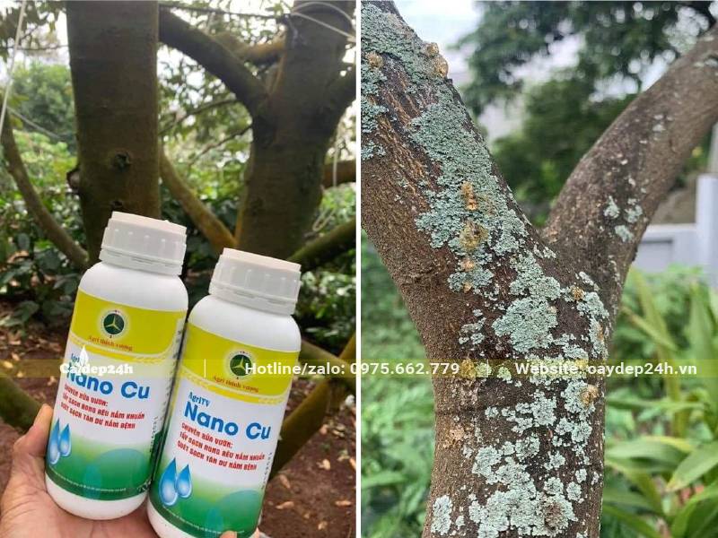 Phun thuốc trị bệnh nấm trên cây Bưởi