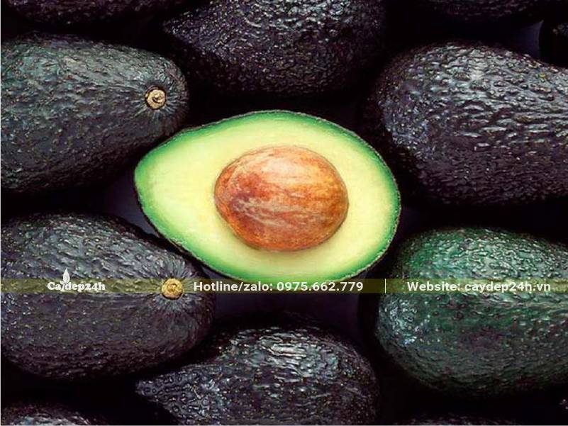 Quả Bơ Hass sau khi thu hoạch