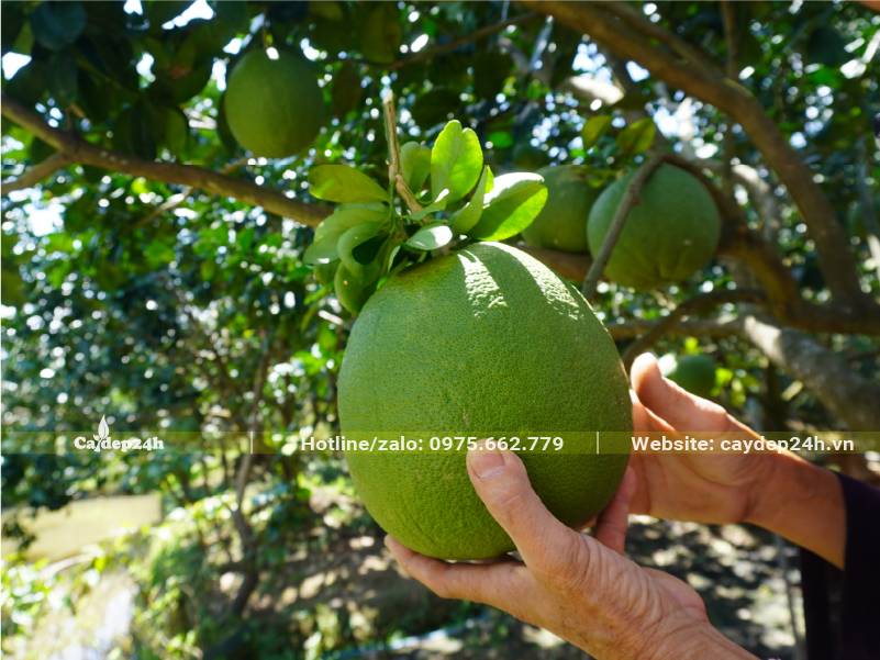 Thu hoạch quả Bưởi hồng da xanh