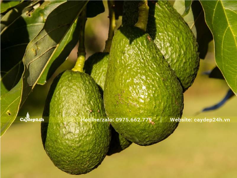 Chùm quả Bơ đang bắt đầu vào độ già, chuẩn bị thu hái