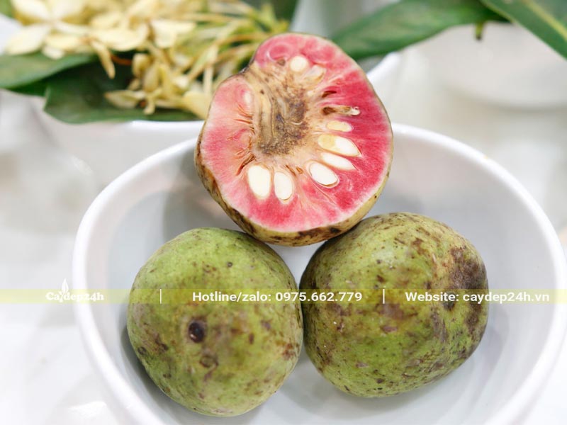 Hình dáng bên ngoài và lõi bên trong của quả chay đỏ