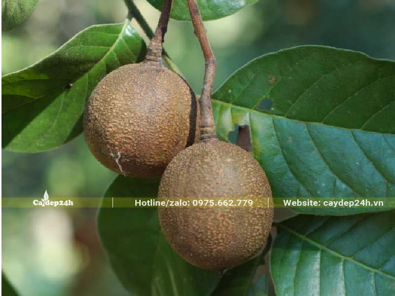 Quả của cây Lát Hoa công trình hình cầu màu nâu