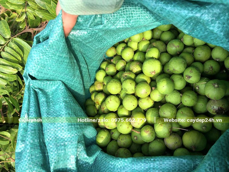 Quả sấu mới thu hái