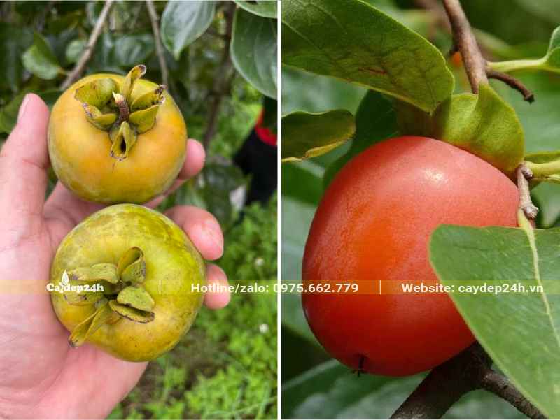 Thu hoạch quả ương để làm hồng giòn hoặc đợi đến khi chín đỏ