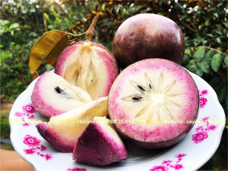 Quả Vú Sữa tím