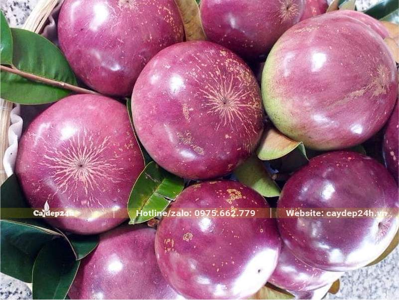 Vú Sữa Lò Rèn có vỏ màu tím nhạt đến đậm, bề mặt nhẵn mịn, căng bóng