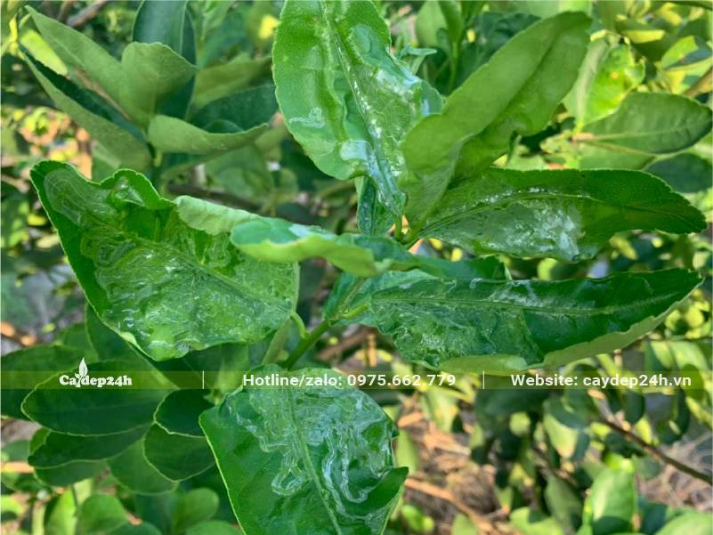 Sâu vẽ bùa hại lá cây Bưởi