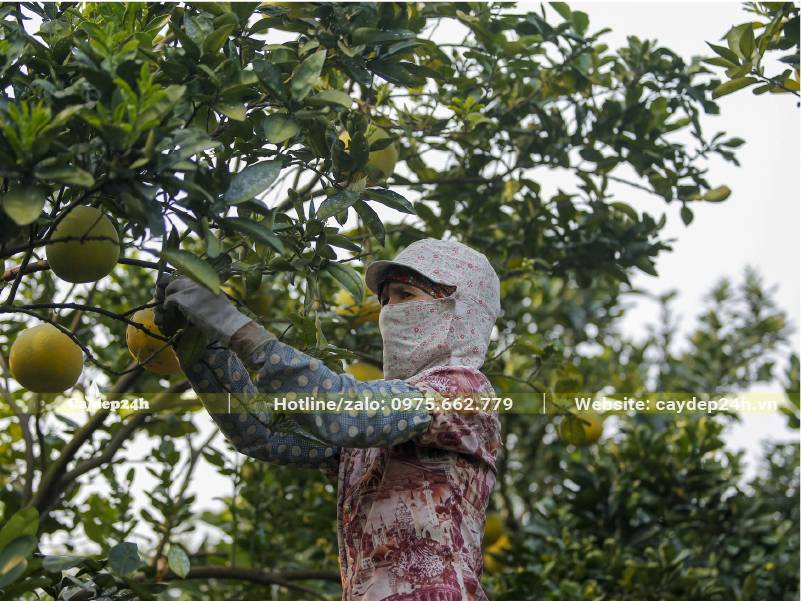 Thợ vườn đang kiểm tra tình trạng cây Bưởi trước mùa thu hoạch