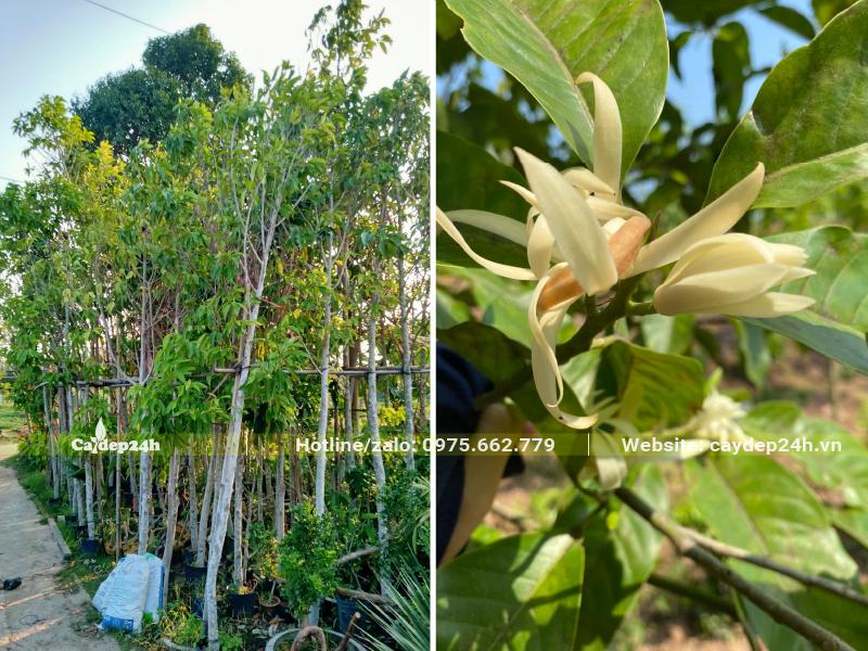 Cây hoa Ngọc Lan trắng đã dâm ủ, đường kính gốc 4 - 6cm
