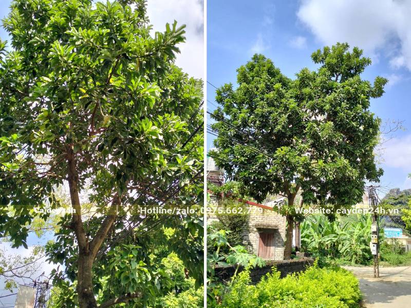 Cây Bơ trồng trước nhà để lấy bóng mát, cây cao khoảng 4 - 5m, tán rộng 2 - 3m