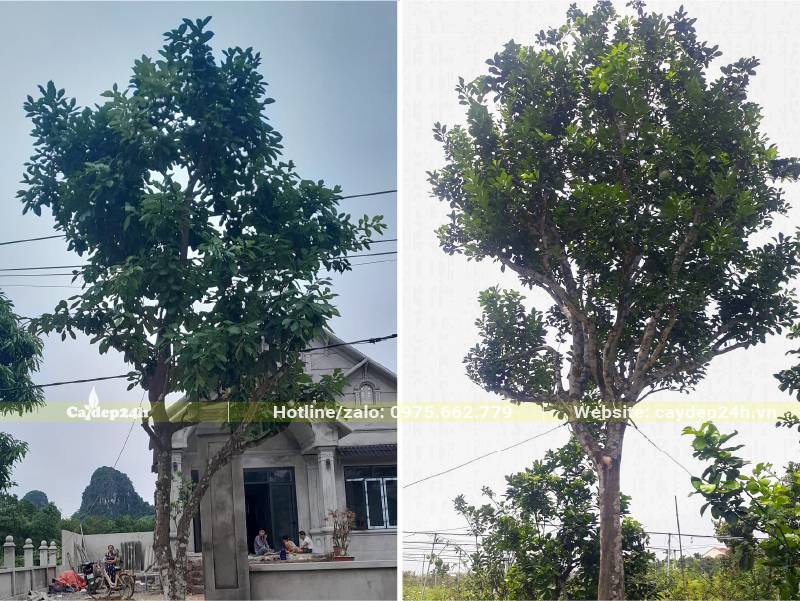 Trồng cây Bưởi cổ thụ cao lớn trước cổng nhà