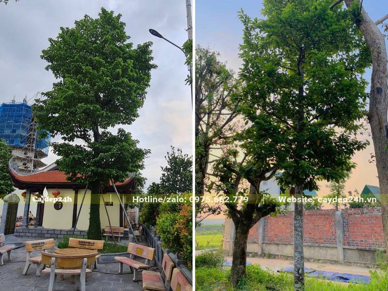 Cây cổ thụ chiều cao 5 - 7m trồng trong sân chùa lấy bóng mát