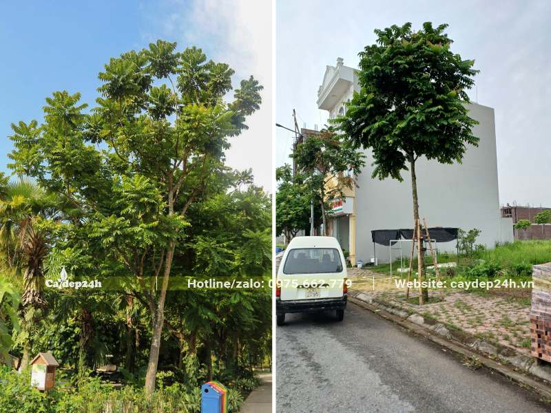 Trồng cây Lát Hoa trên vỉa hè, dọc theo các tuyến đường quốc lộ để lấy bóng mát