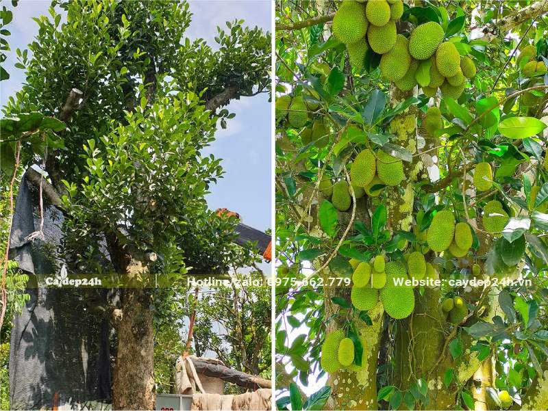 Trồng cây Mít lâu năm, quả sai nhung nhúc trên thân cây