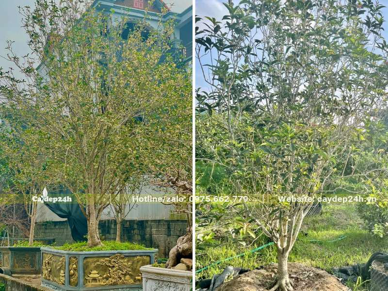 Trồng cây Mộc Hương lâu năm trong chậu cảnh trang trí trước sân vườn biệt thự