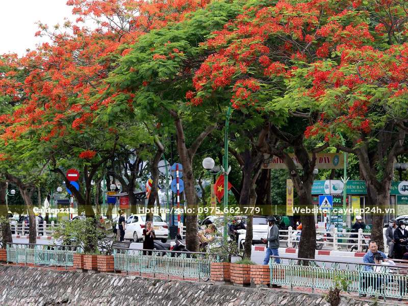 Trồng cây hoa Phượng đỏ trên vỉa hè đường phố lấy bóng mát