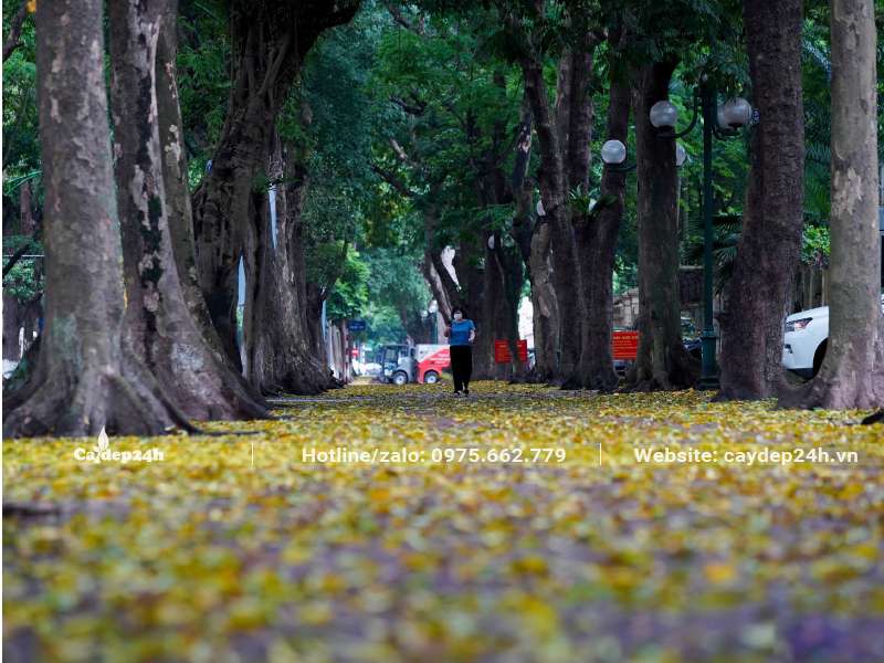 Hàng cây Sấu cổ thụ cao vút, trồng trên đường phố tại Hà Nội