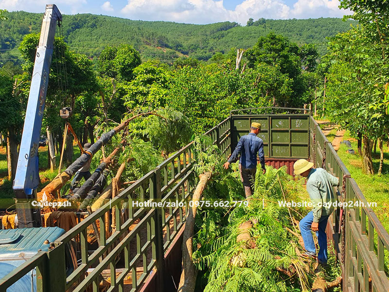 Xe đầu kéo chở hàng chục cây Phượng Đỏ kích thước lớn đã tập kết tại nơi trồng