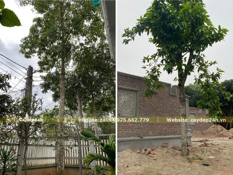 Cây Ngọc Lan cao vút, tán lá đẹp trồng bên cạnh nhà thờ họ