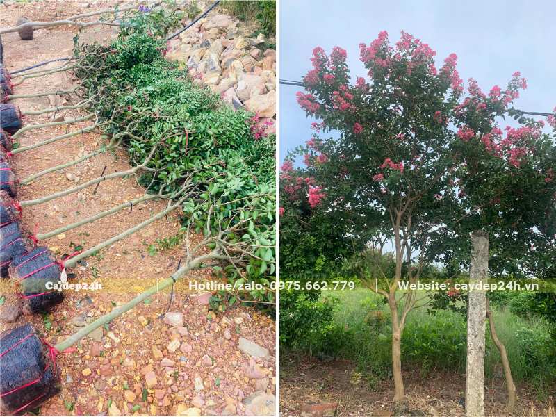 Cây hoa tường vi nhỏ đường kính 1 - 2cm