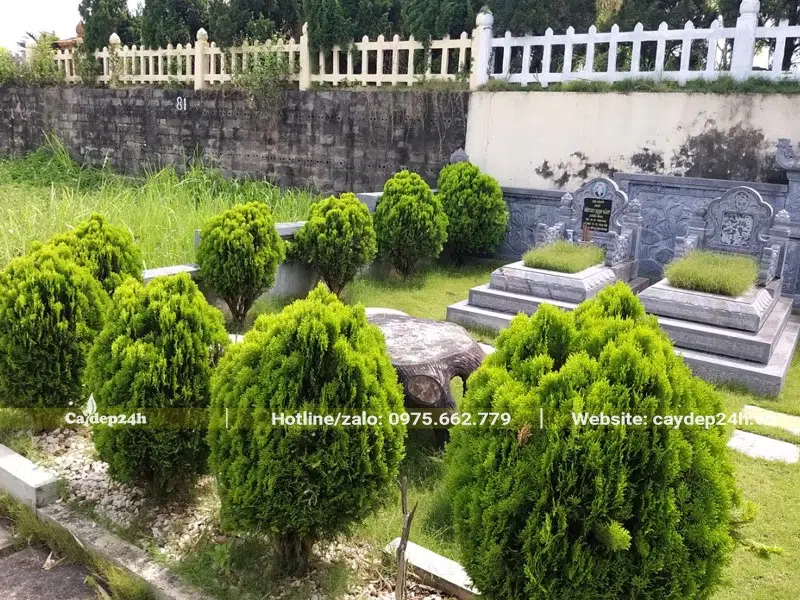 Cây Trắc Bách Diệp công trình cao khoảng 50 - 60cm trồng bao quanh khu mộ