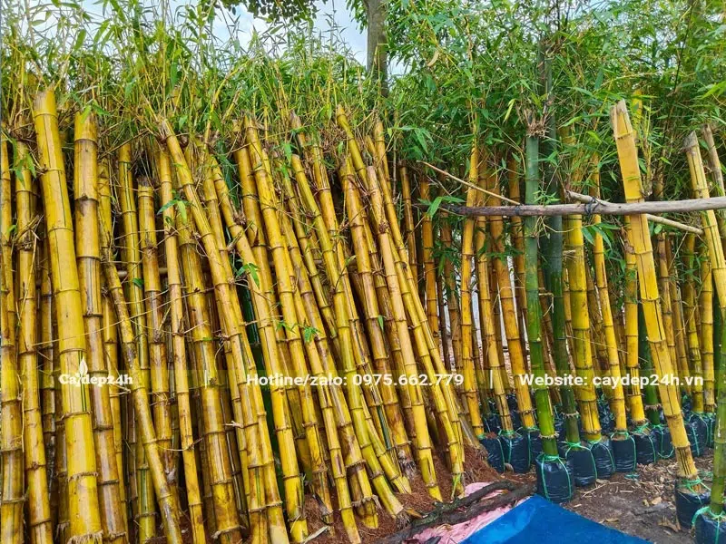 Vườn dưỡng ủ hàng nghìn cây tre vàng công trình