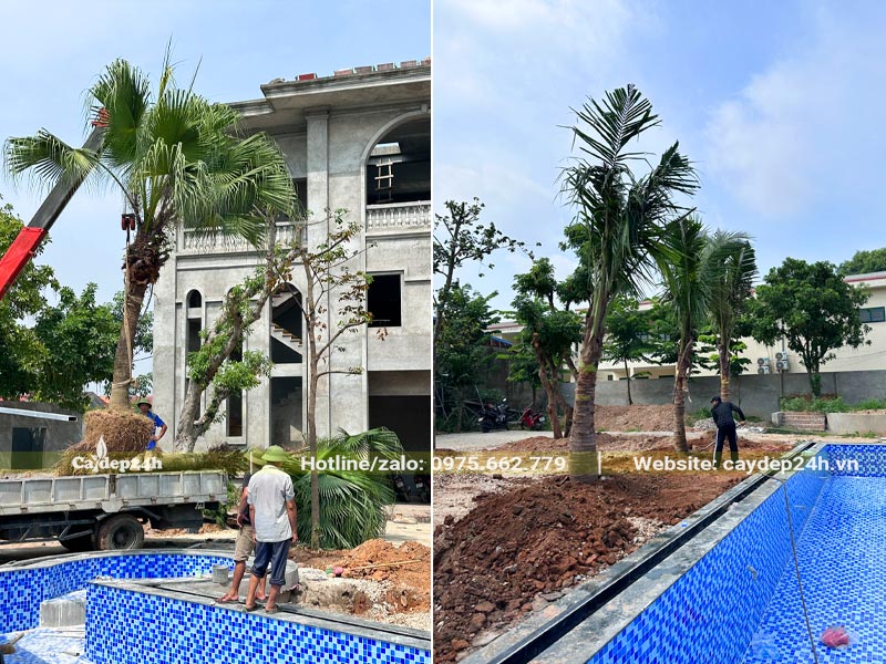 Thi công trồng cây cho khuôn viên phía trước tòa nhà biệt thự
