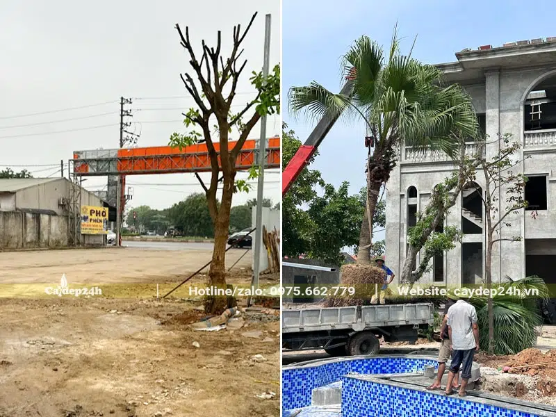 Trồng cây cho nhà hàng tại Hà Nội trong giai đoạn kiến trúc mới hoàn thiện phần thô